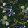 Beech Floral Print Shirt Green